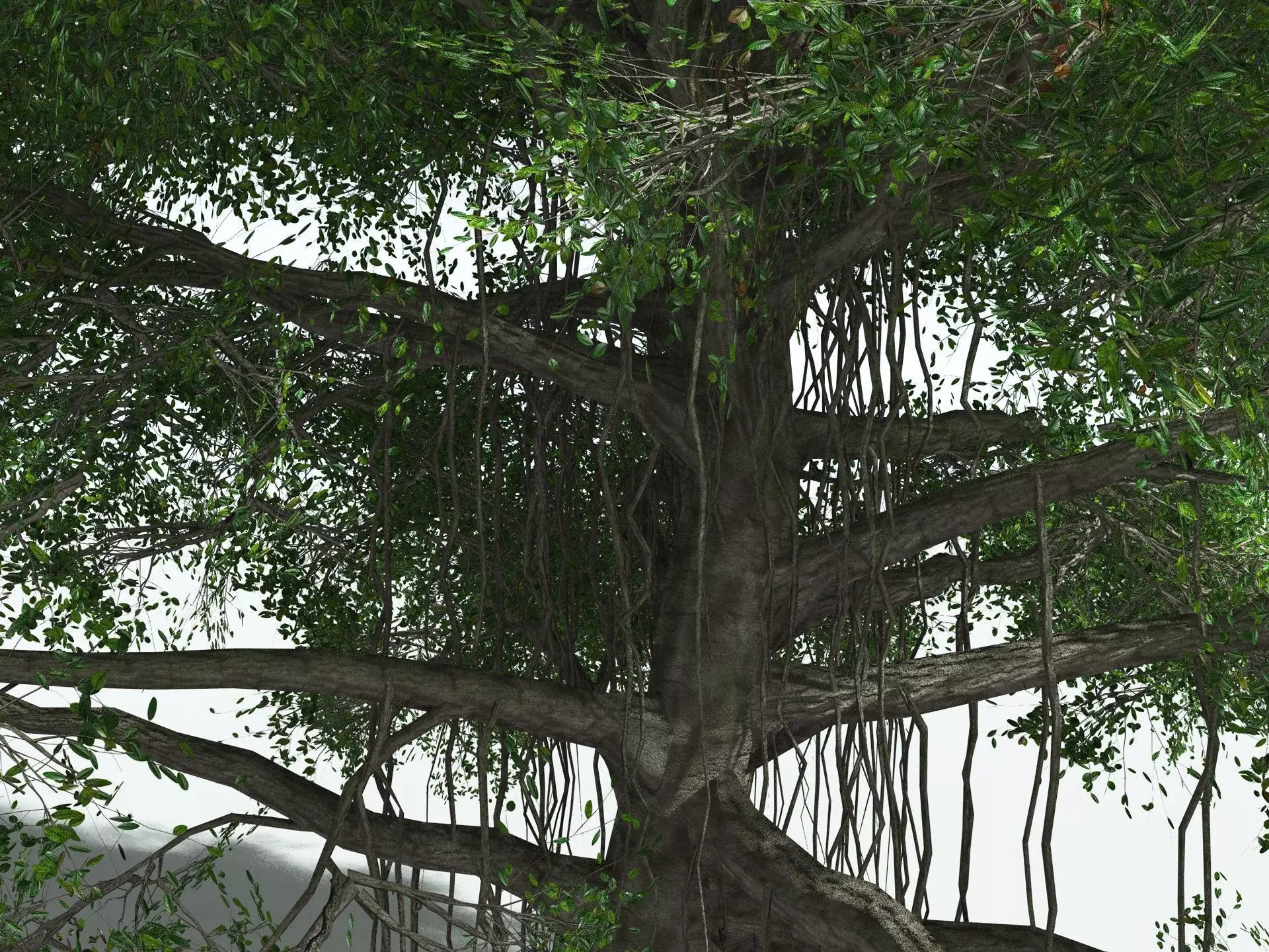 EVERYPlant Indian Rubber Tree LowPoly Low-poly 3D model_1