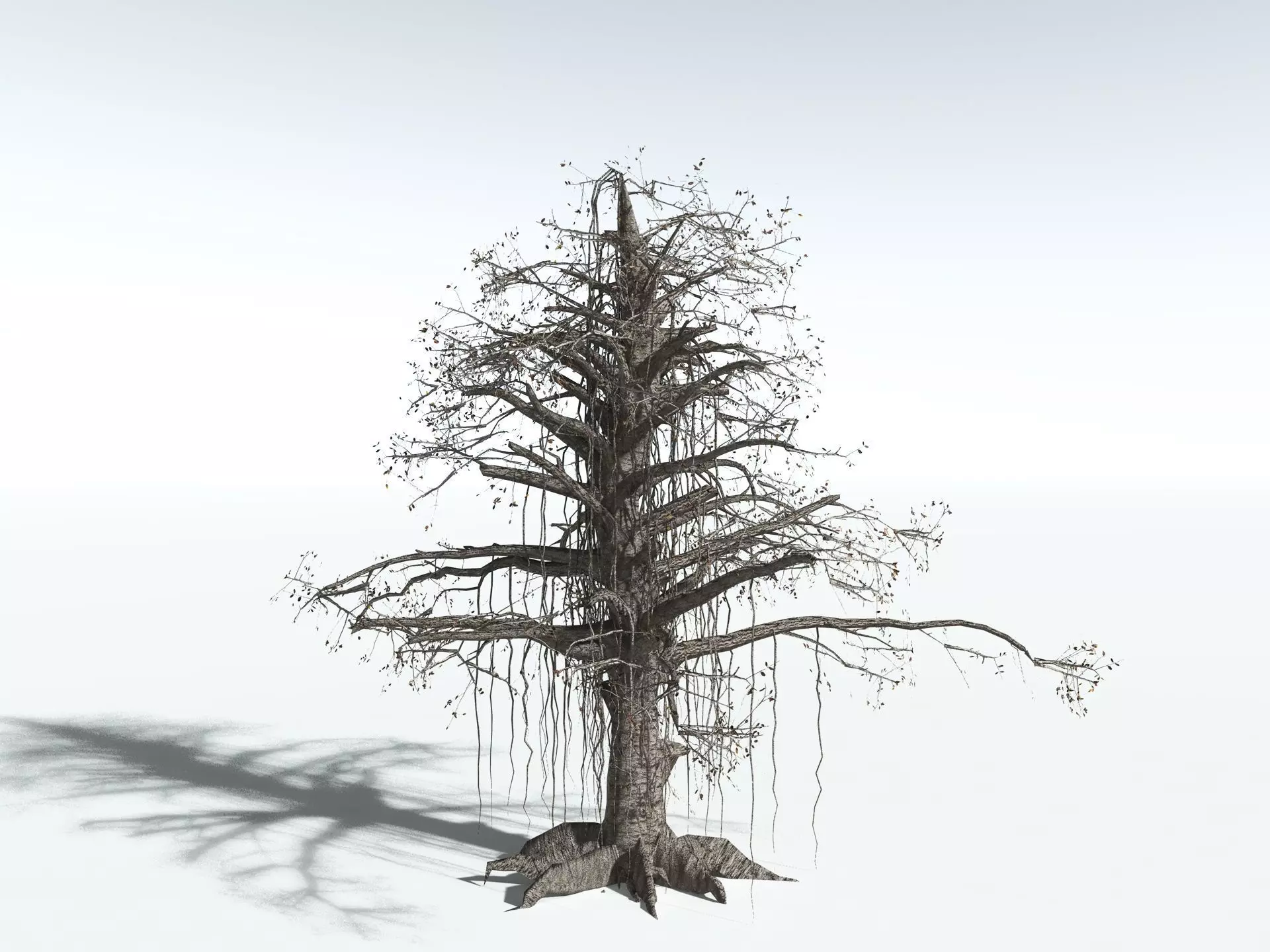 EVERYPlant Indian Rubber Tree LowPoly Low-poly 3D model_18