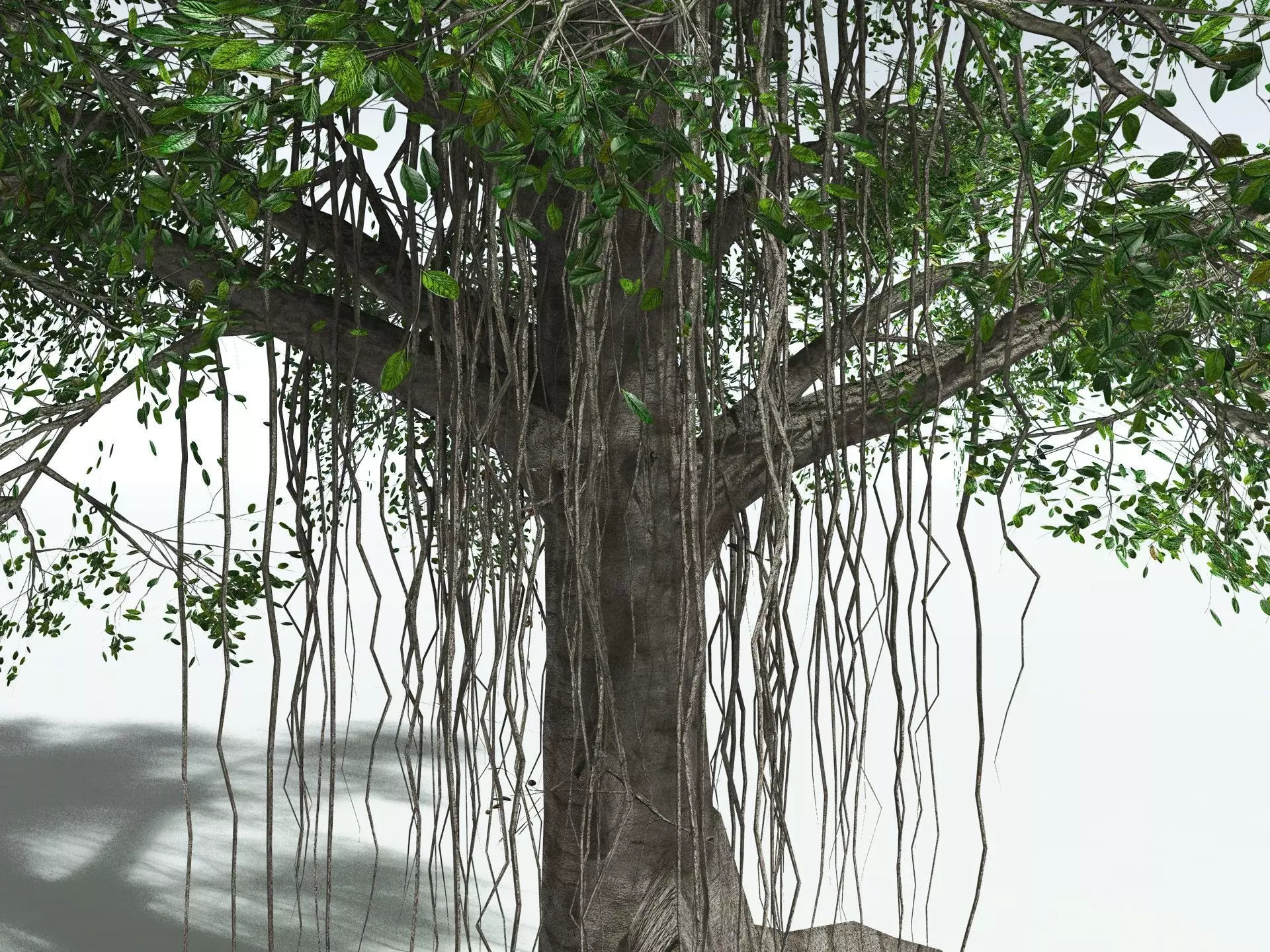 EVERYPlant Indian Rubber Tree LowPoly Low-poly 3D model_7