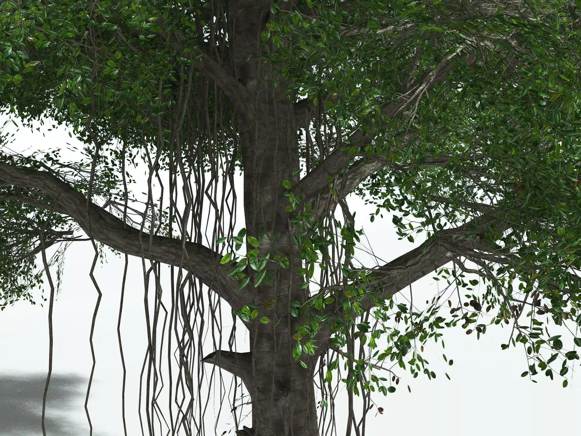 EVERYPlant Indian Rubber Tree LowPoly Low-poly 3D model_3