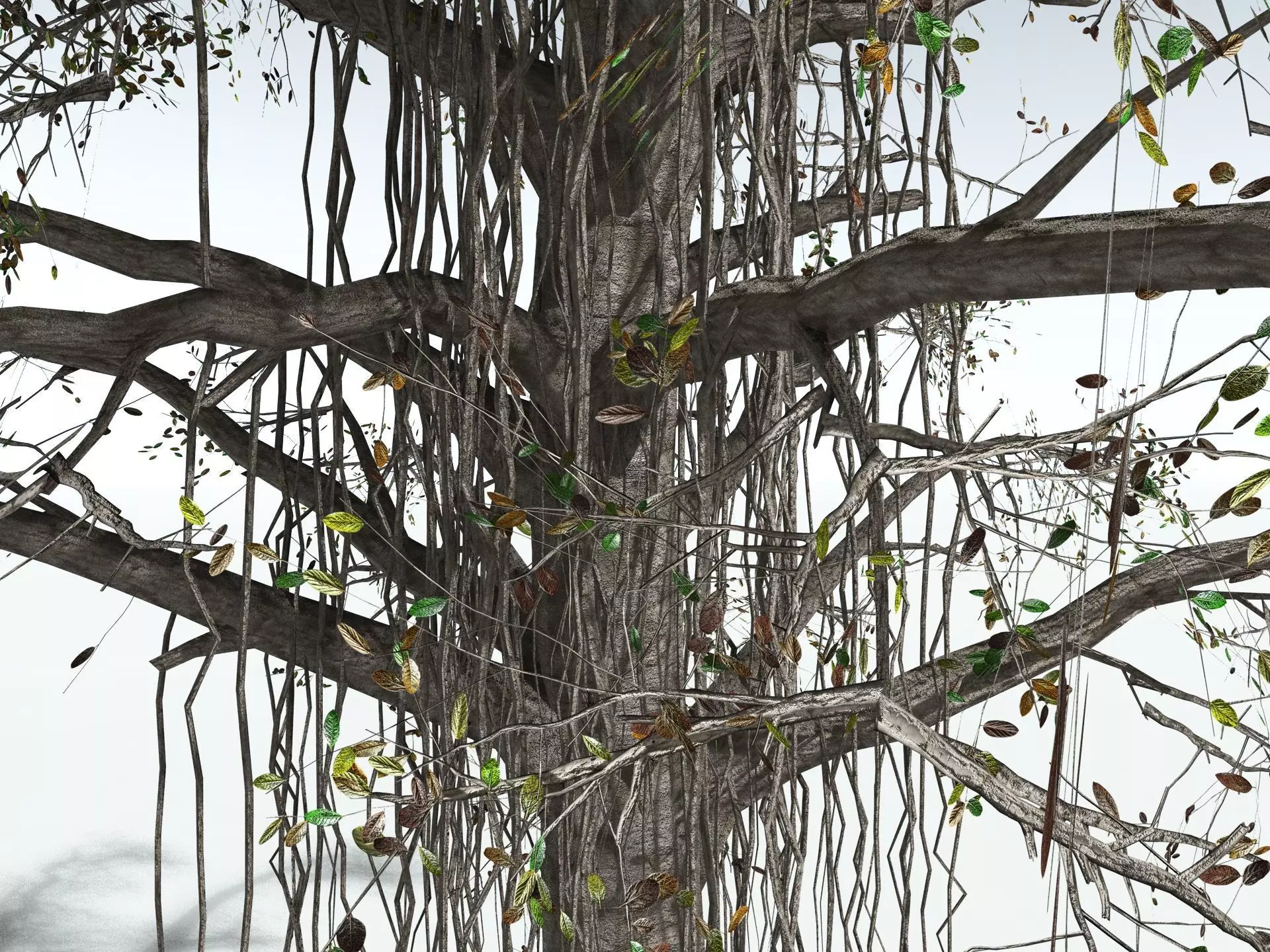 EVERYPlant Indian Rubber Tree LowPoly Low-poly 3D model_17