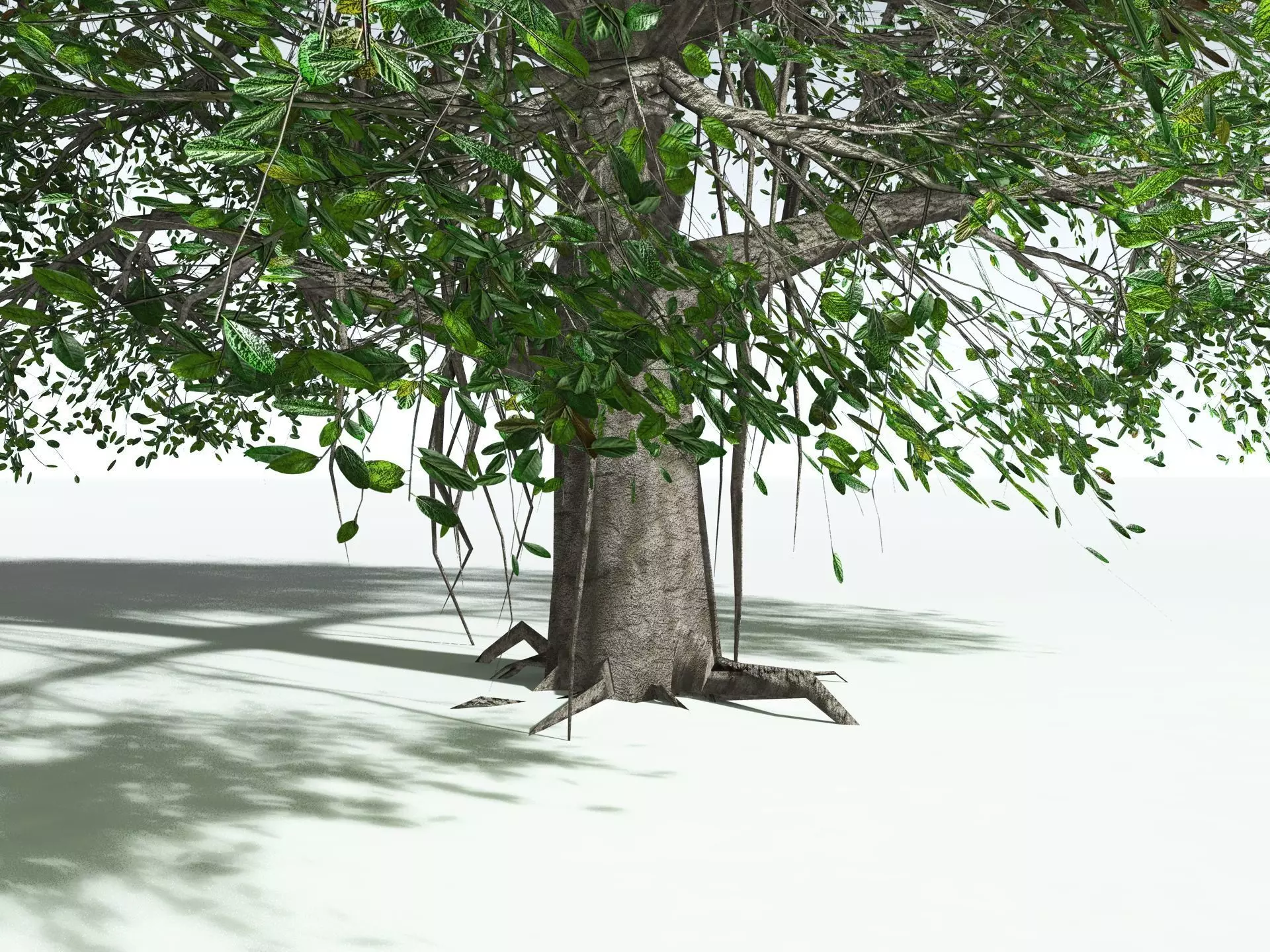 EVERYPlant Indian Rubber Tree LowPoly Low-poly 3D model_25