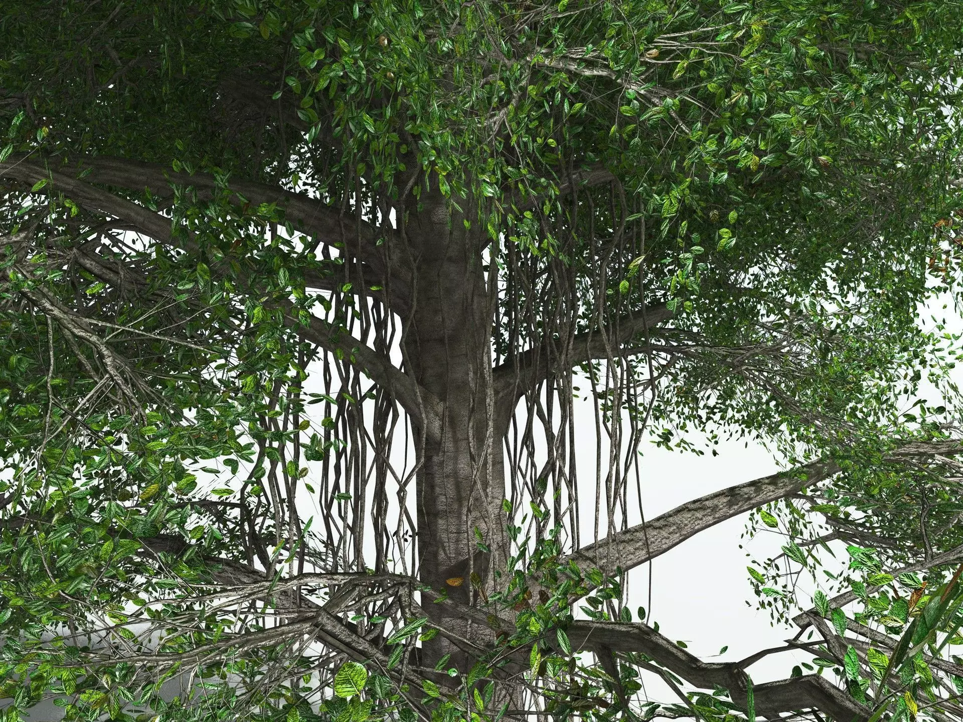 EVERYPlant Indian Rubber Tree LowPoly Low-poly 3D model_5