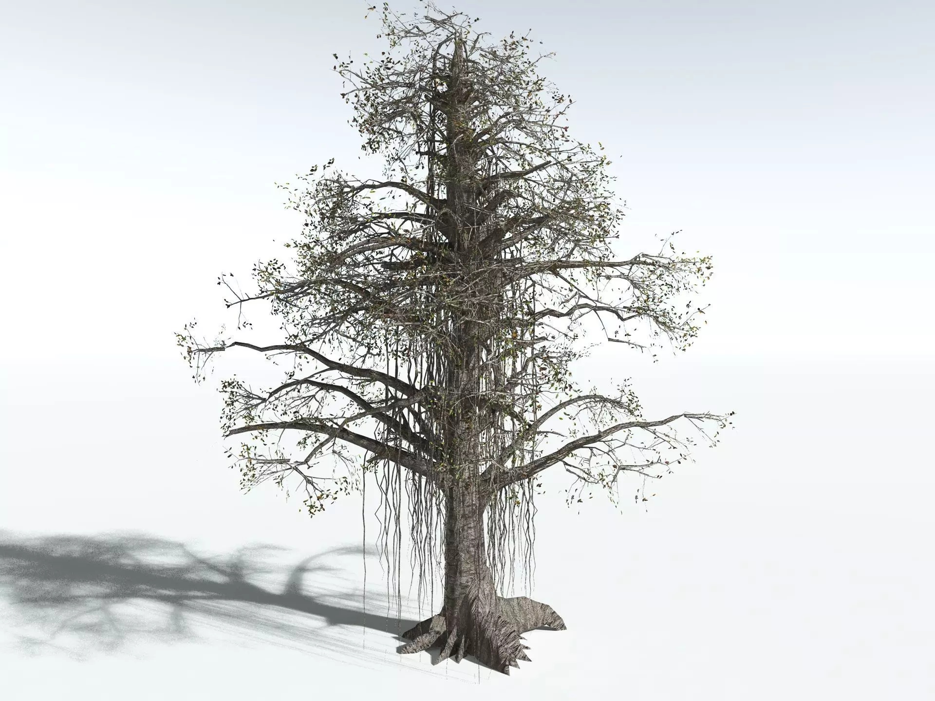 EVERYPlant Indian Rubber Tree LowPoly Low-poly 3D model_16