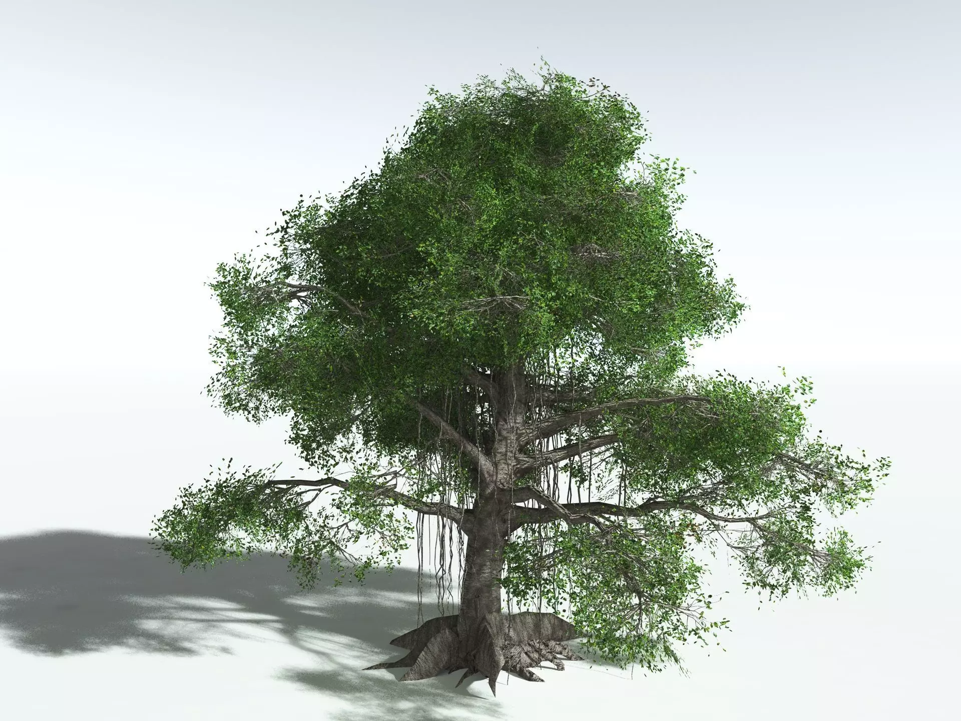 EVERYPlant Indian Rubber Tree LowPoly Low-poly 3D model_20