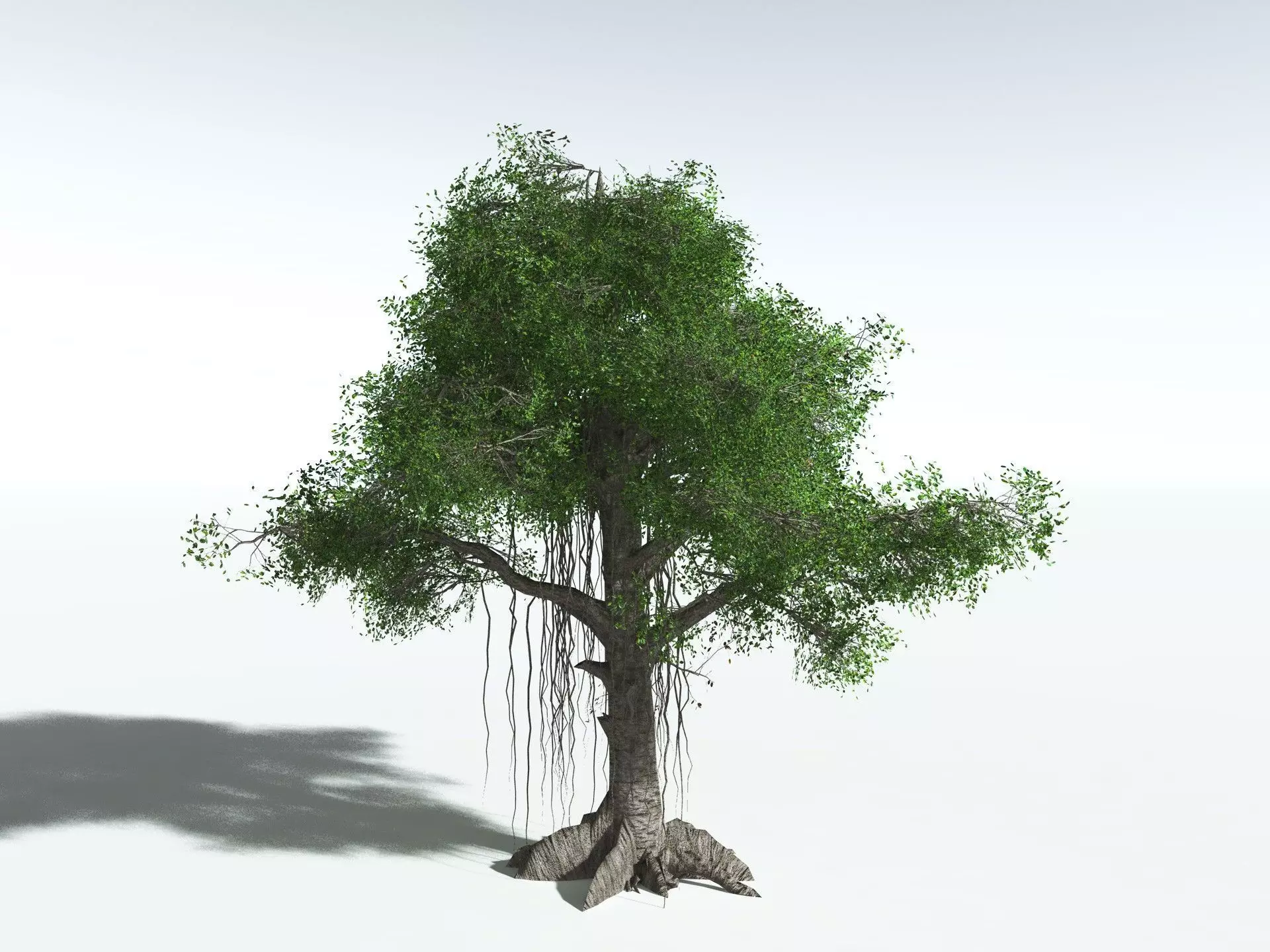 EVERYPlant Indian Rubber Tree LowPoly Low-poly 3D model_2