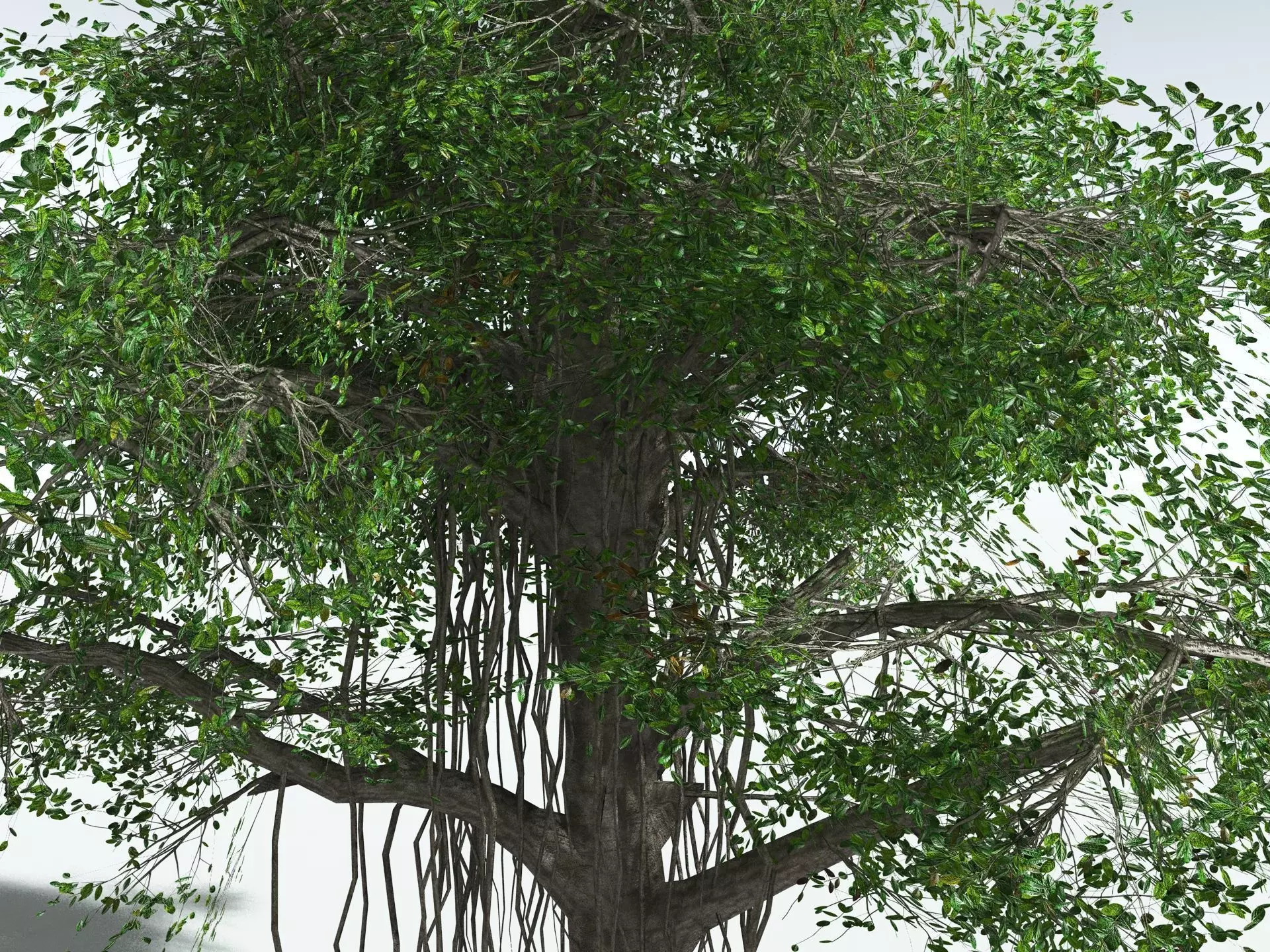 EVERYPlant Indian Rubber Tree LowPoly Low-poly 3D model_23