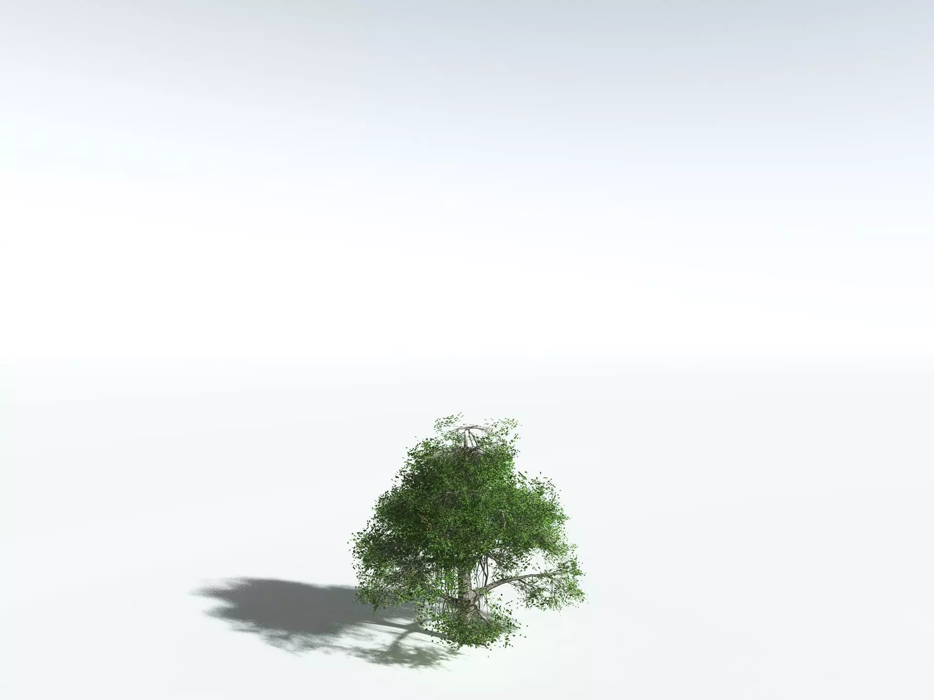 EVERYPlant Indian Rubber Tree LowPoly Low-poly 3D model_24