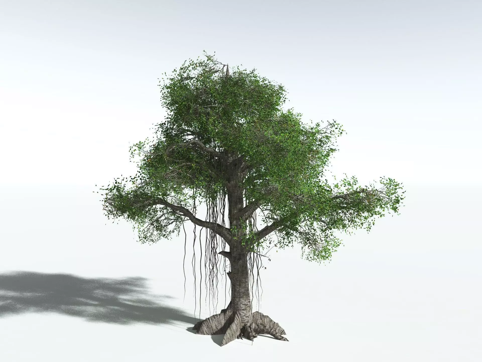 EVERYPlant Indian Rubber Tree LowPoly Low-poly 3D model_12