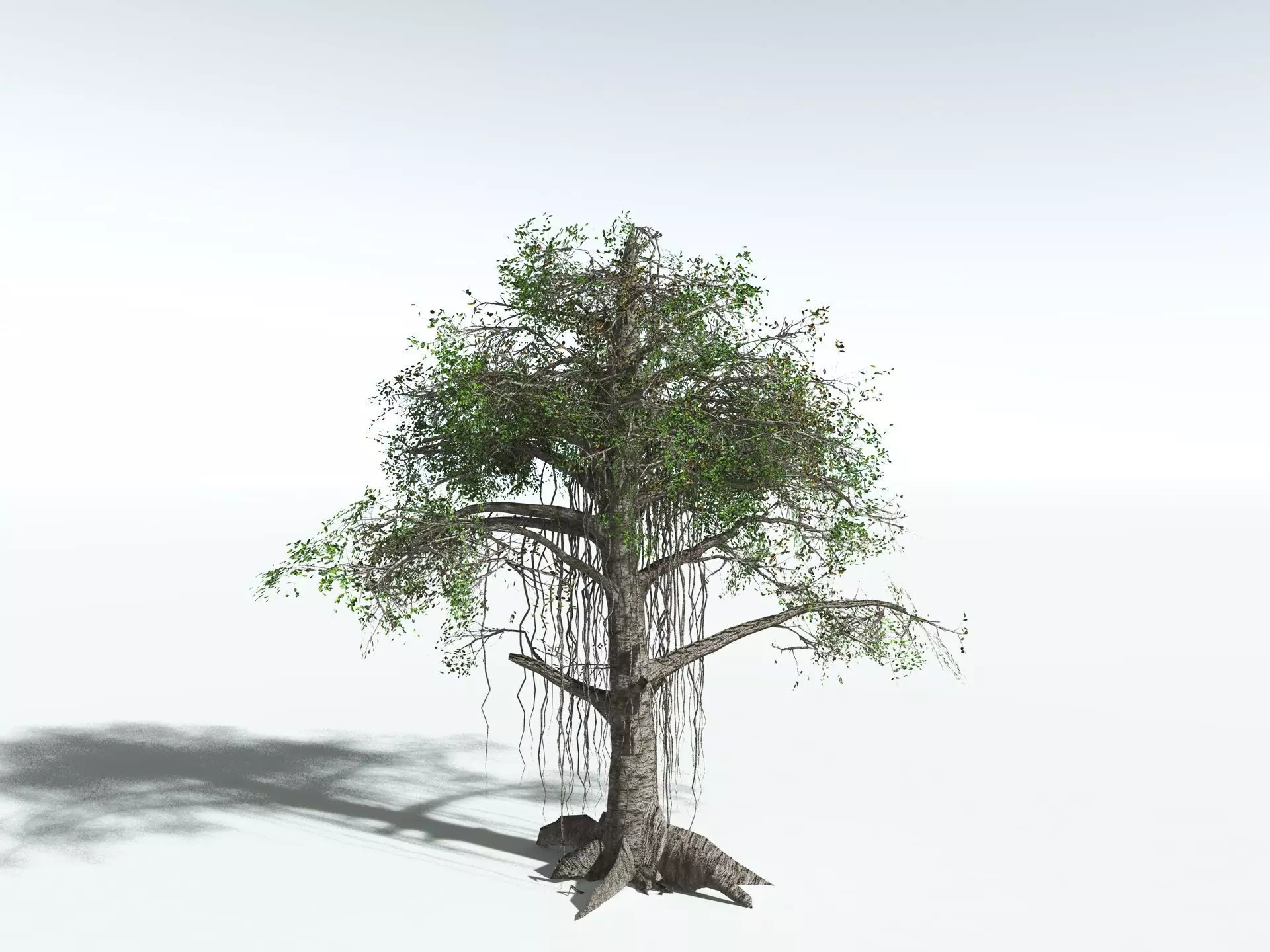 EVERYPlant Indian Rubber Tree LowPoly Low-poly 3D model_14