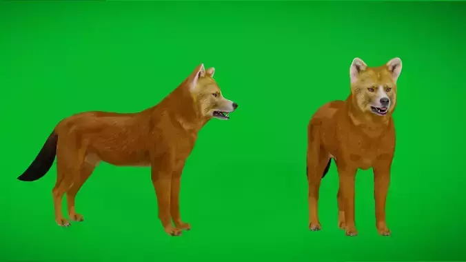 Asian Dhole Wild Red Dog
