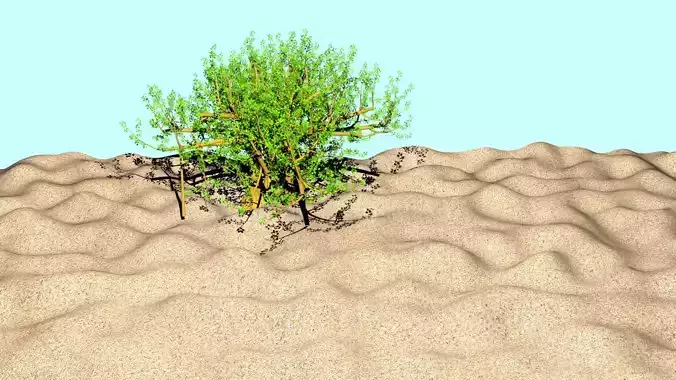 Tree In The Desert
