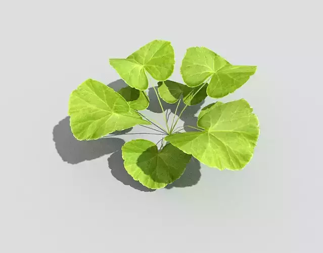 Plant ivy leaf Low-poly 3D model