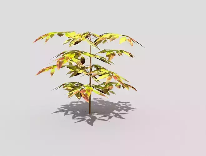 Plant japanese maple