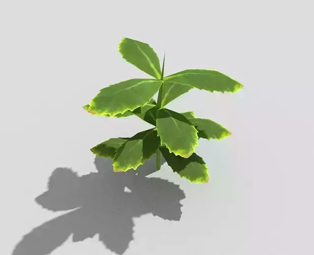 Plant