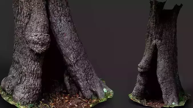 tree hollow bark stump PBR photogrammetry