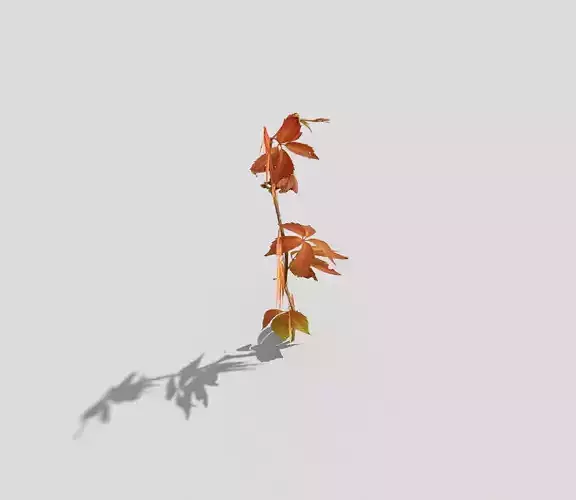 Plant leaf with shadow