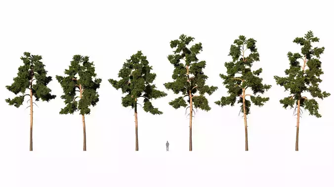 Beautiful pine trees 6 pieces