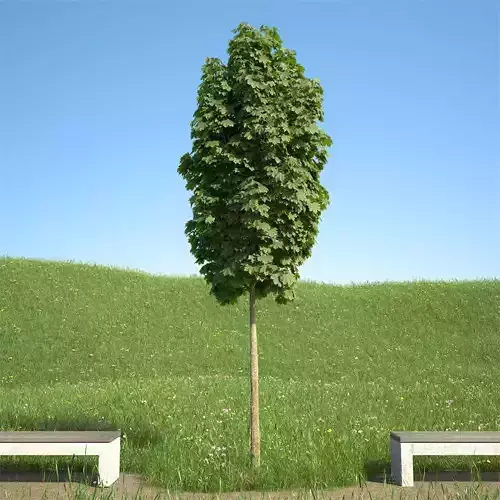 Acer platanoides columnare 102SU