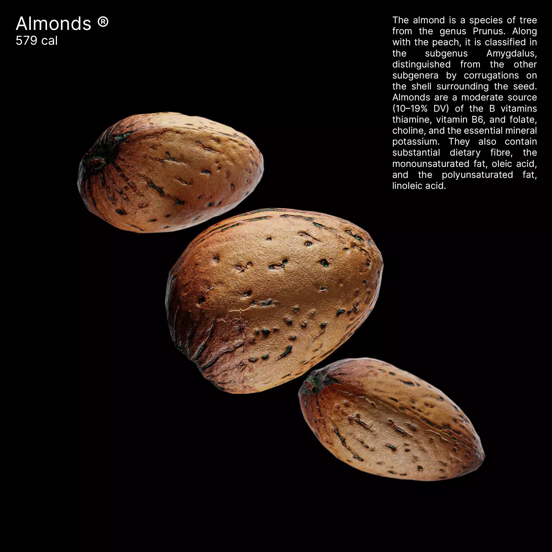 High-Quality Almond 3D Model Low-poly 3D model_0