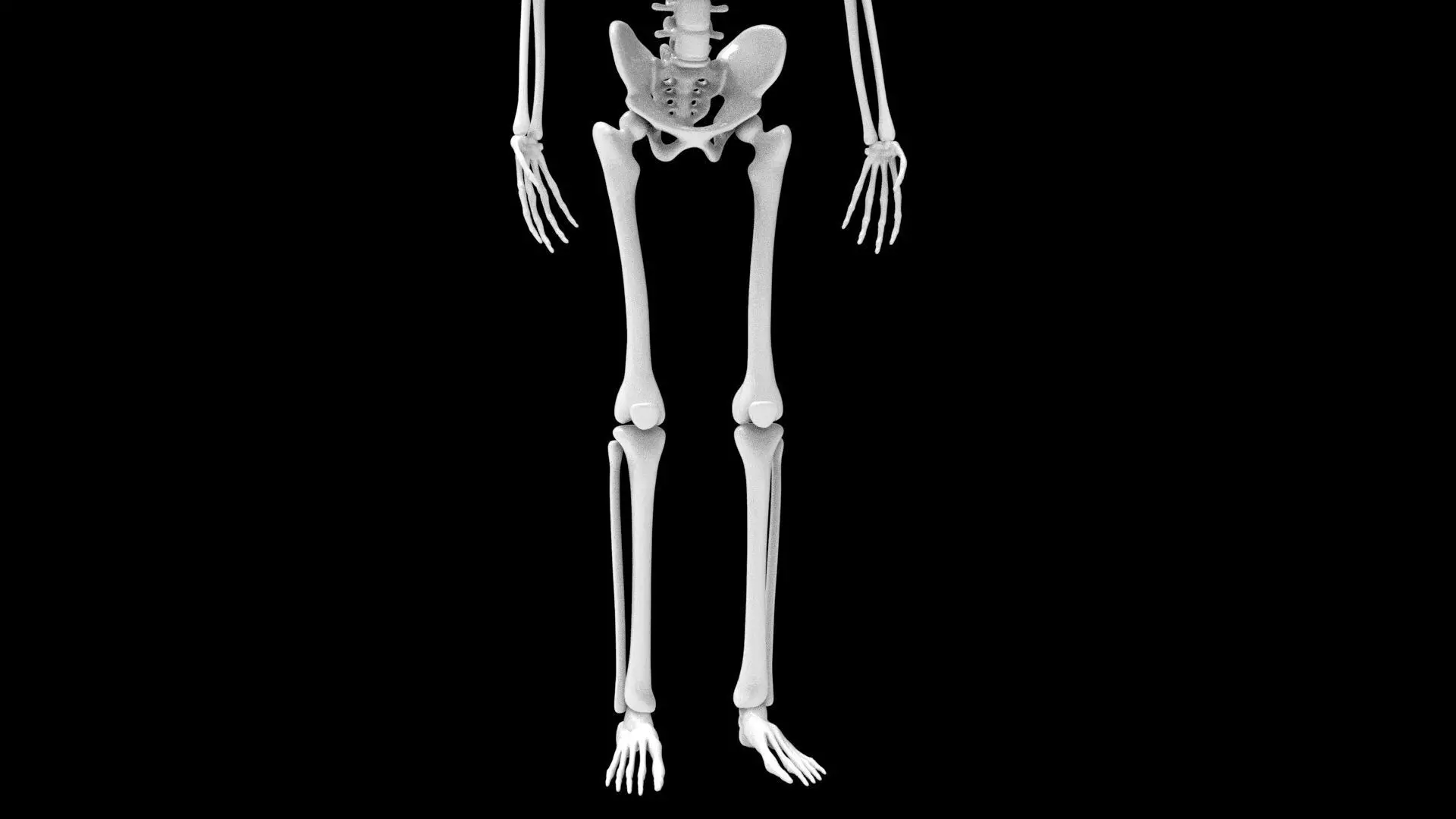 skelet 3D print model_2