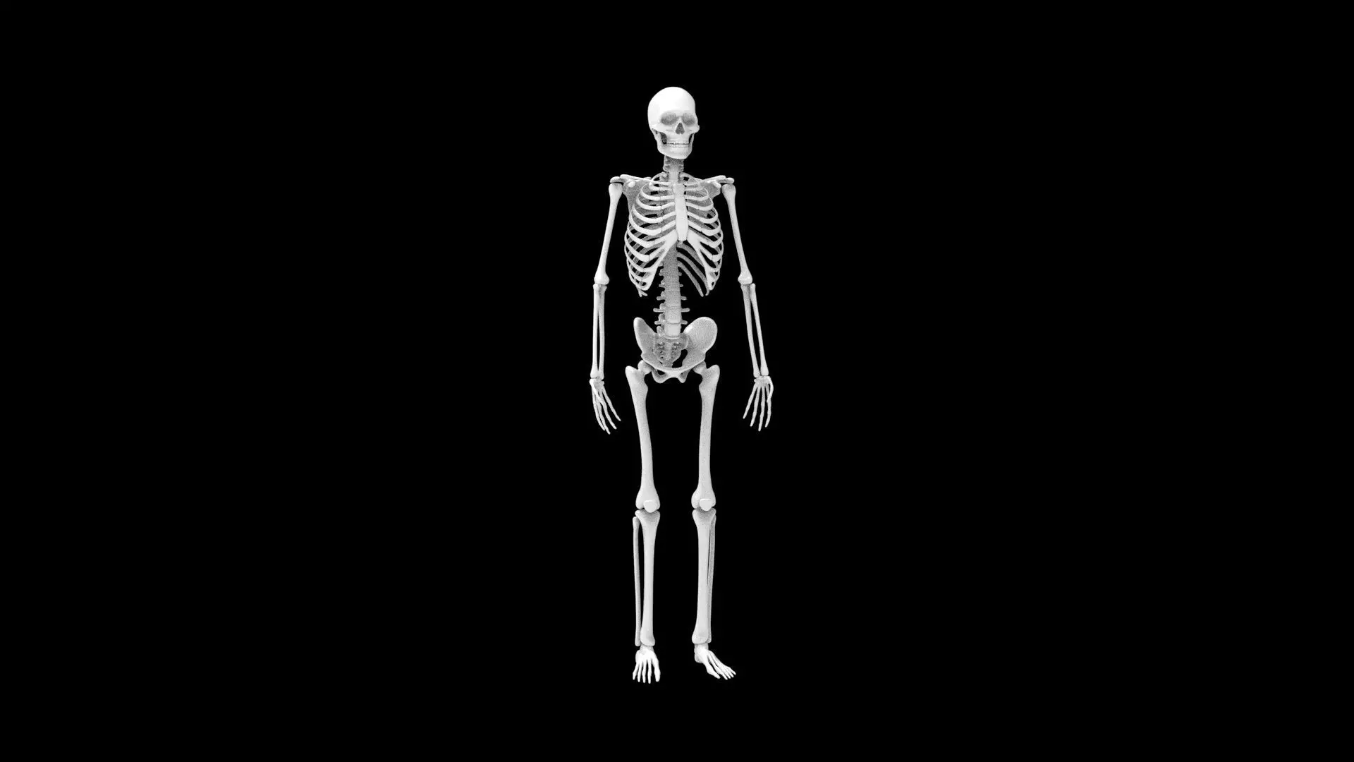 skelet 3D print model_0