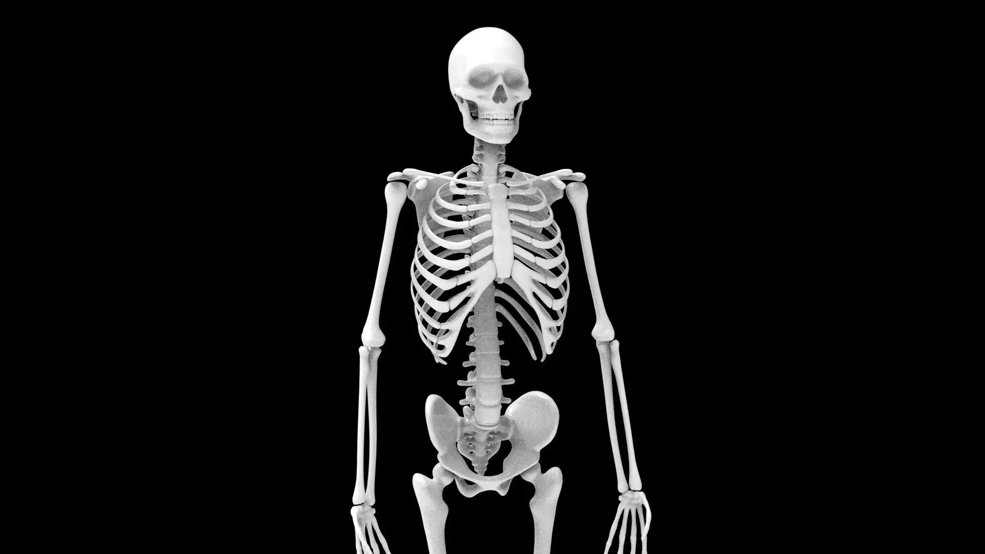 skelet 3D print model_1