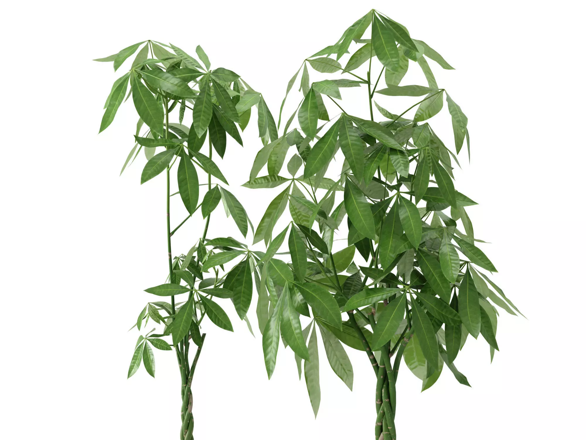 Plant Money Tree  L3 - Pachira Aquatica braid style 3D model 3D model_2