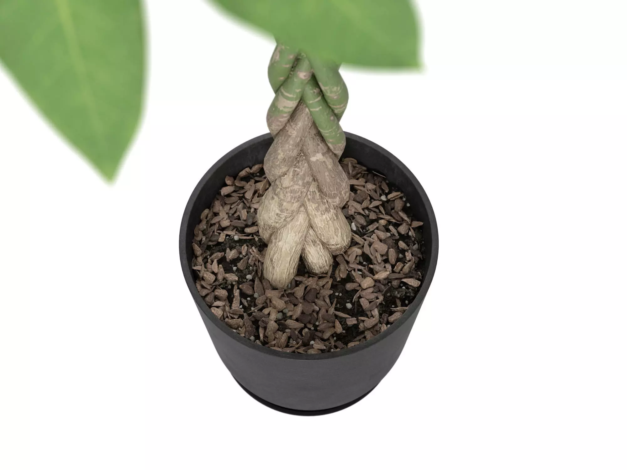 Plant Money Tree  L3 - Pachira Aquatica braid style 3D model 3D model_4