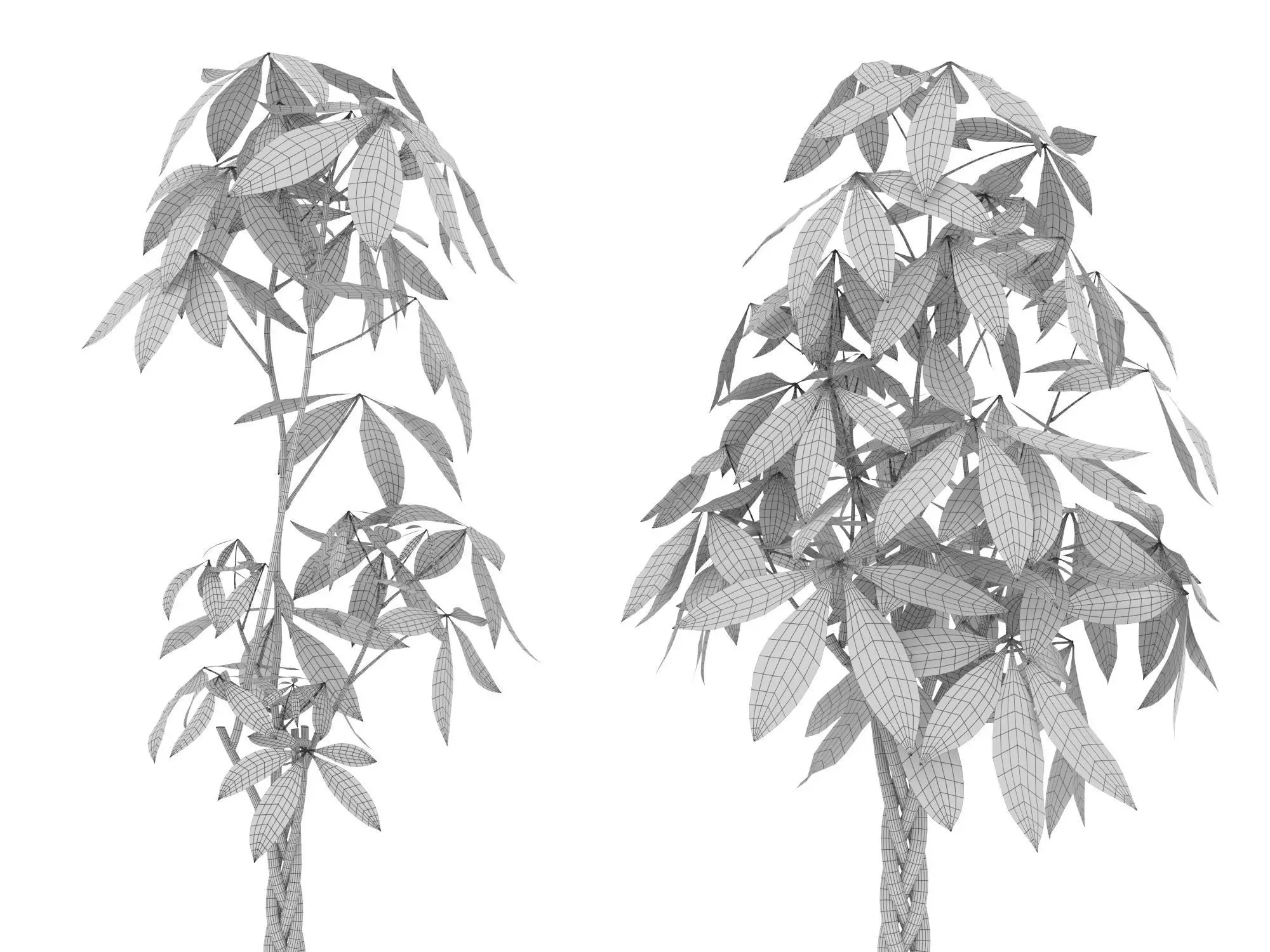 Plant Money Tree  L3 - Pachira Aquatica braid style 3D model 3D model_10