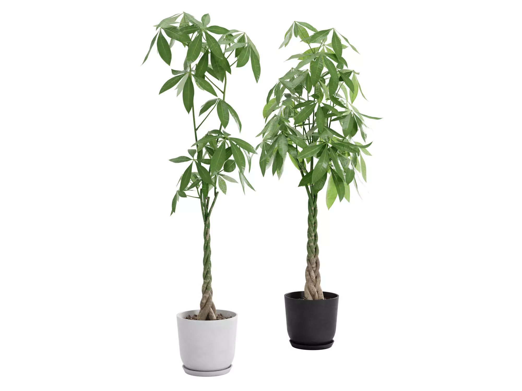 Plant Money Tree  L3 - Pachira Aquatica braid style 3D model 3D model_1