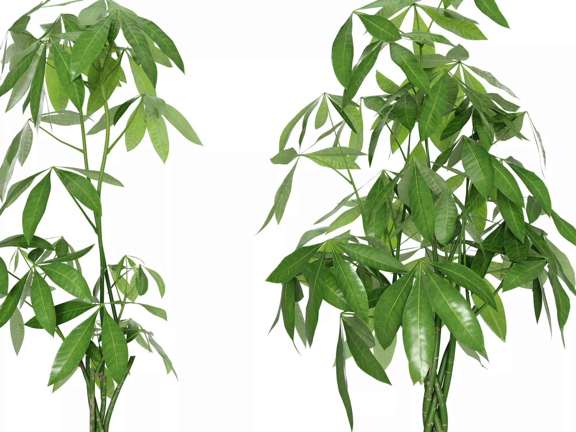 Plant Money Tree  L3 - Pachira Aquatica braid style 3D model 3D model_5