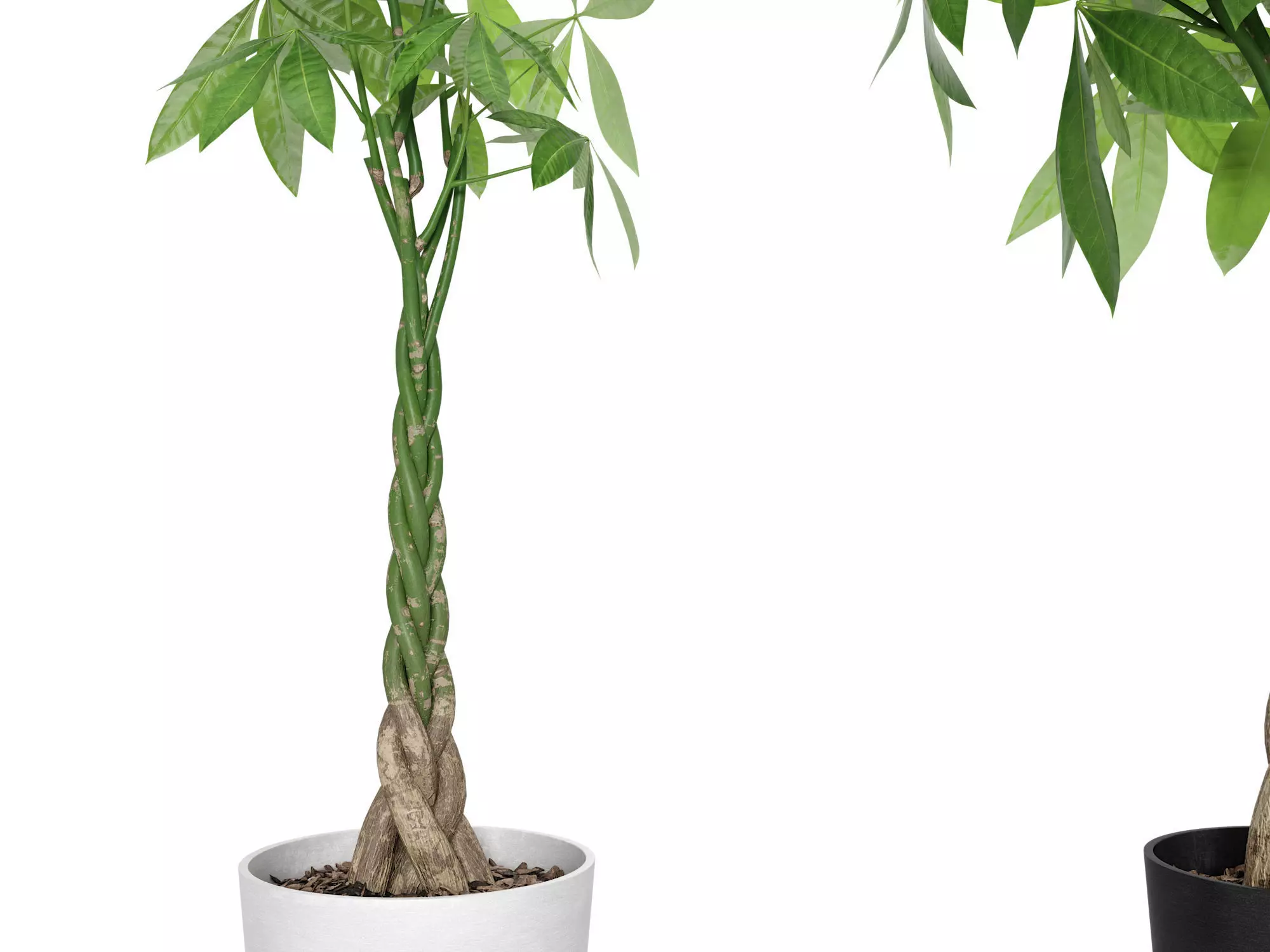 Plant Money Tree  L3 - Pachira Aquatica braid style 3D model 3D model_3
