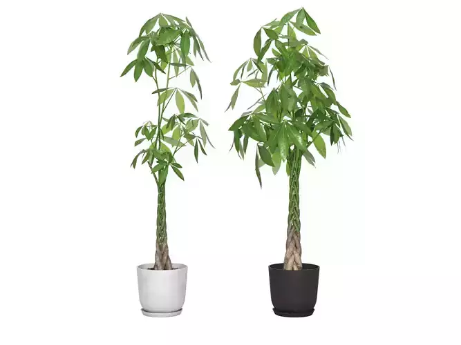 Plant Money Tree  L3 - Pachira Aquatica braid style 3D model