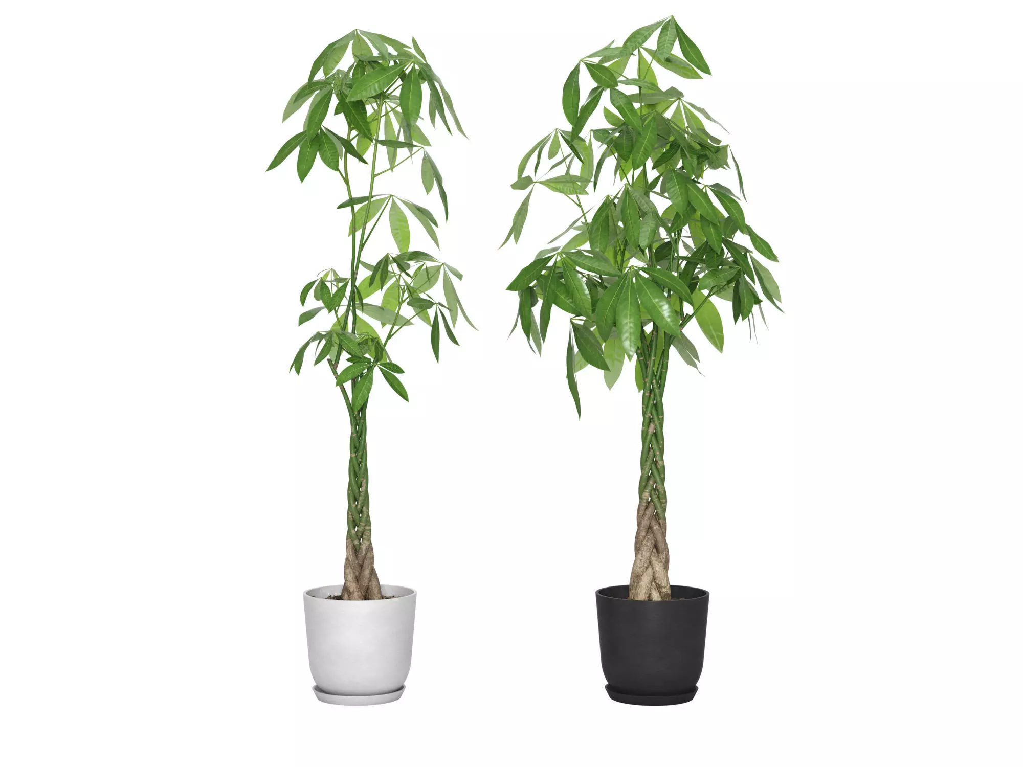 Plant Money Tree  L3 - Pachira Aquatica braid style 3D model 3D model_0