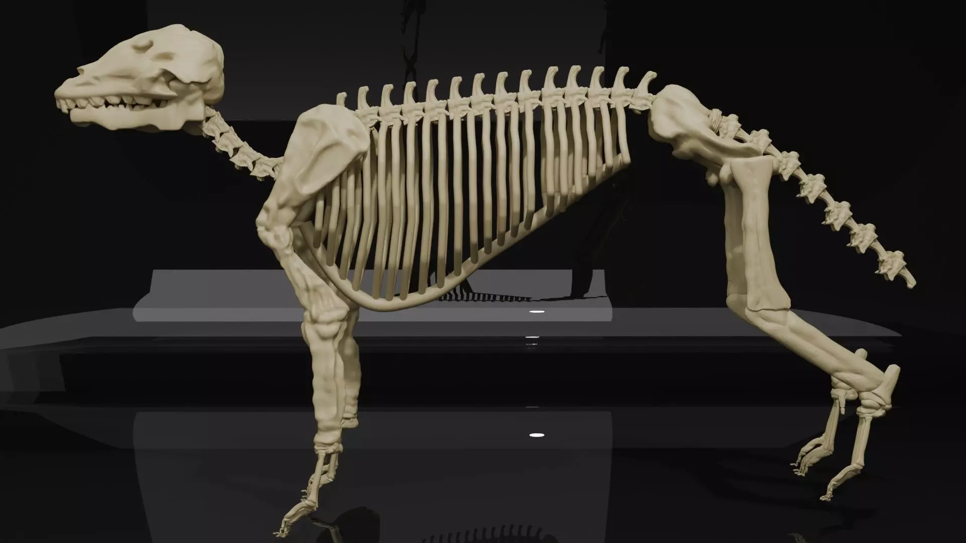 WOLF SKELETON 3D MODEL  Low-poly 3D model_1