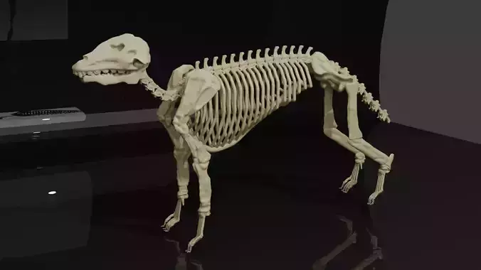 WOLF SKELETON 3D MODEL 