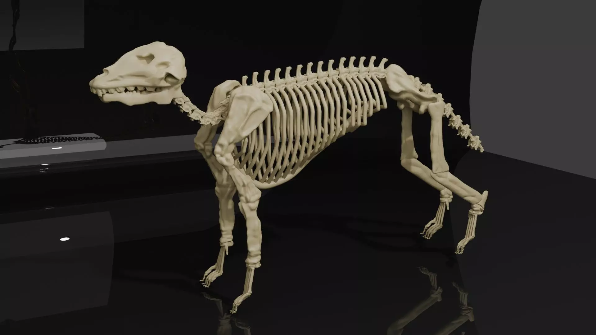 WOLF SKELETON 3D MODEL  Low-poly 3D model_0