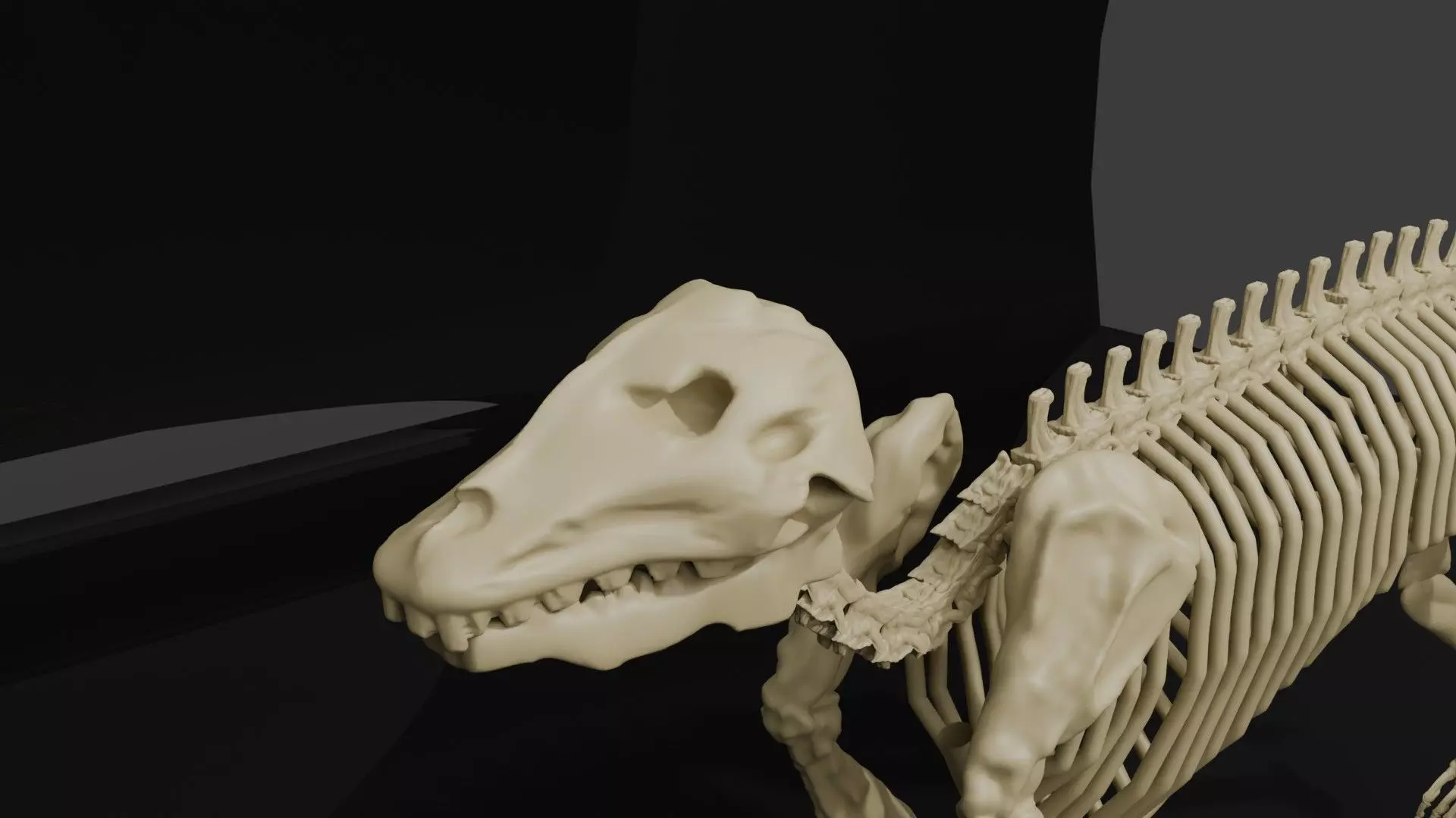 WOLF SKELETON 3D MODEL  Low-poly 3D model_2