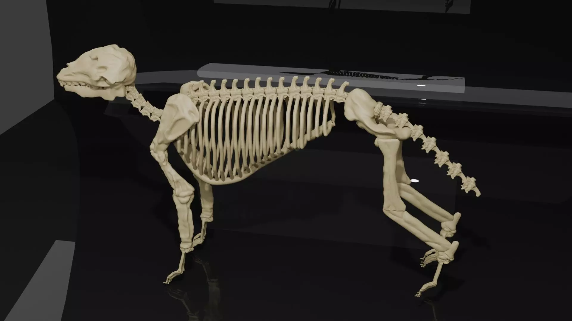 WOLF SKELETON 3D MODEL  Low-poly 3D model_3