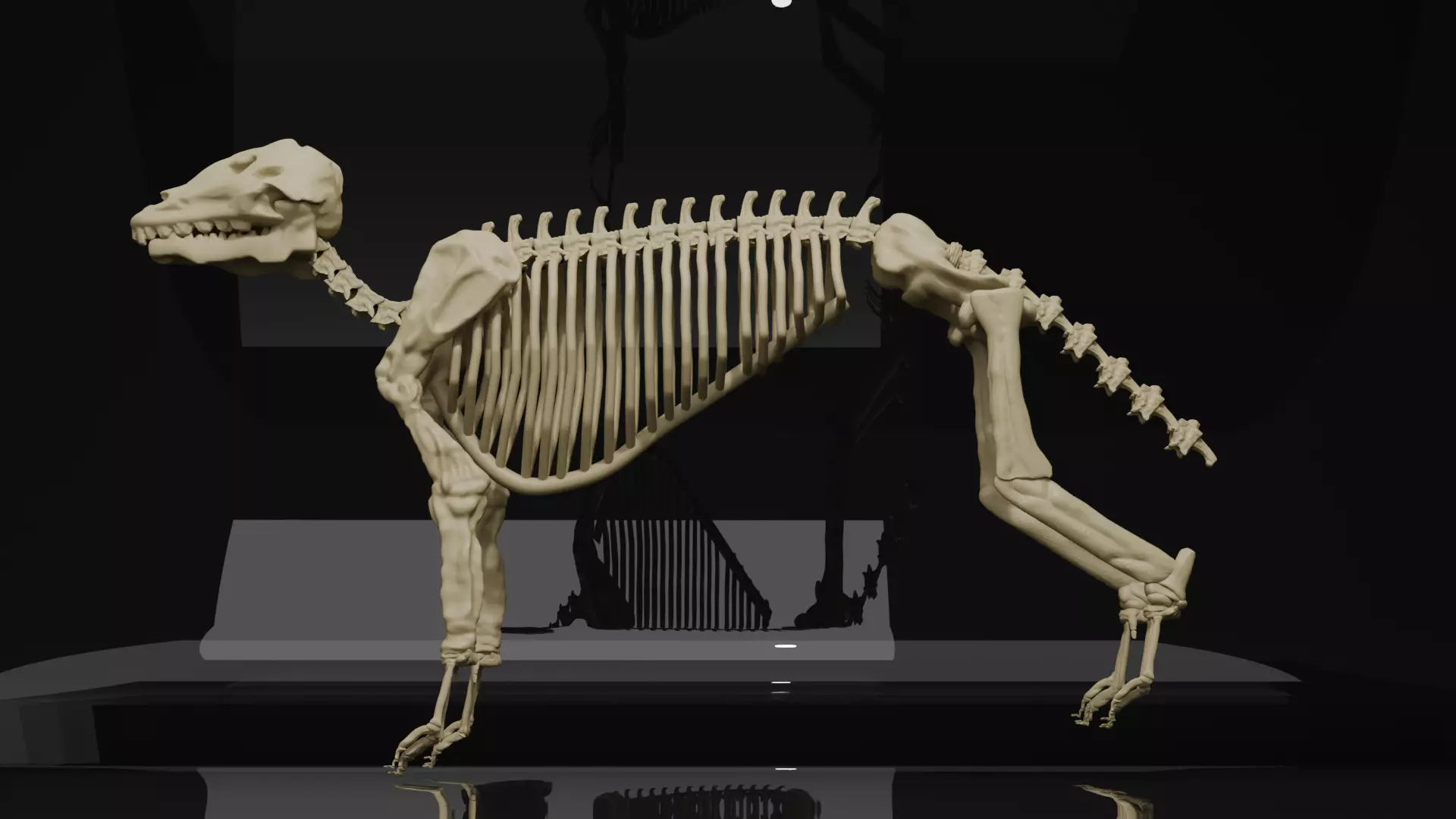 WOLF SKELETON 3D MODEL  Low-poly 3D model_4