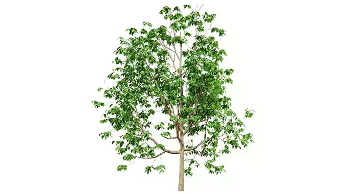 Cinnamon Ceylon Tree 3D Model