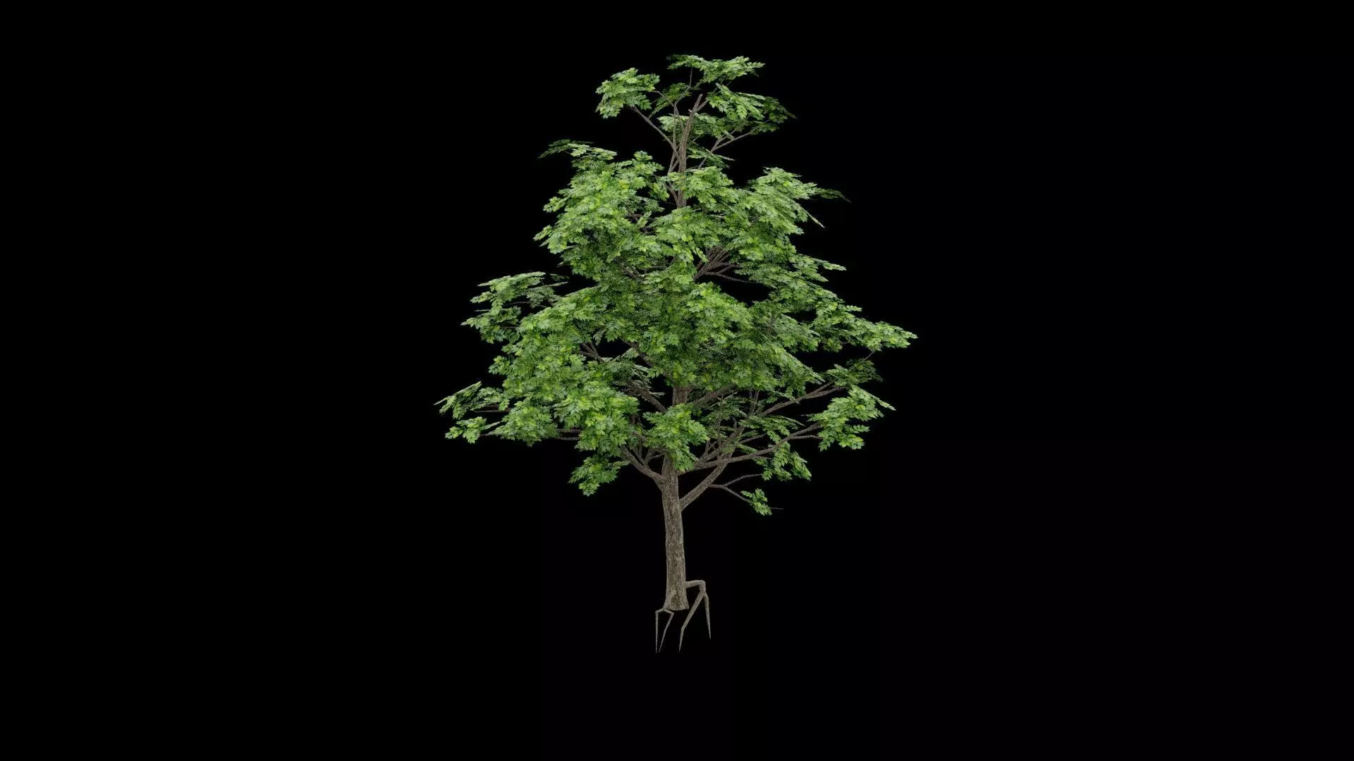 Realistic Tree Low-poly 3D model_4