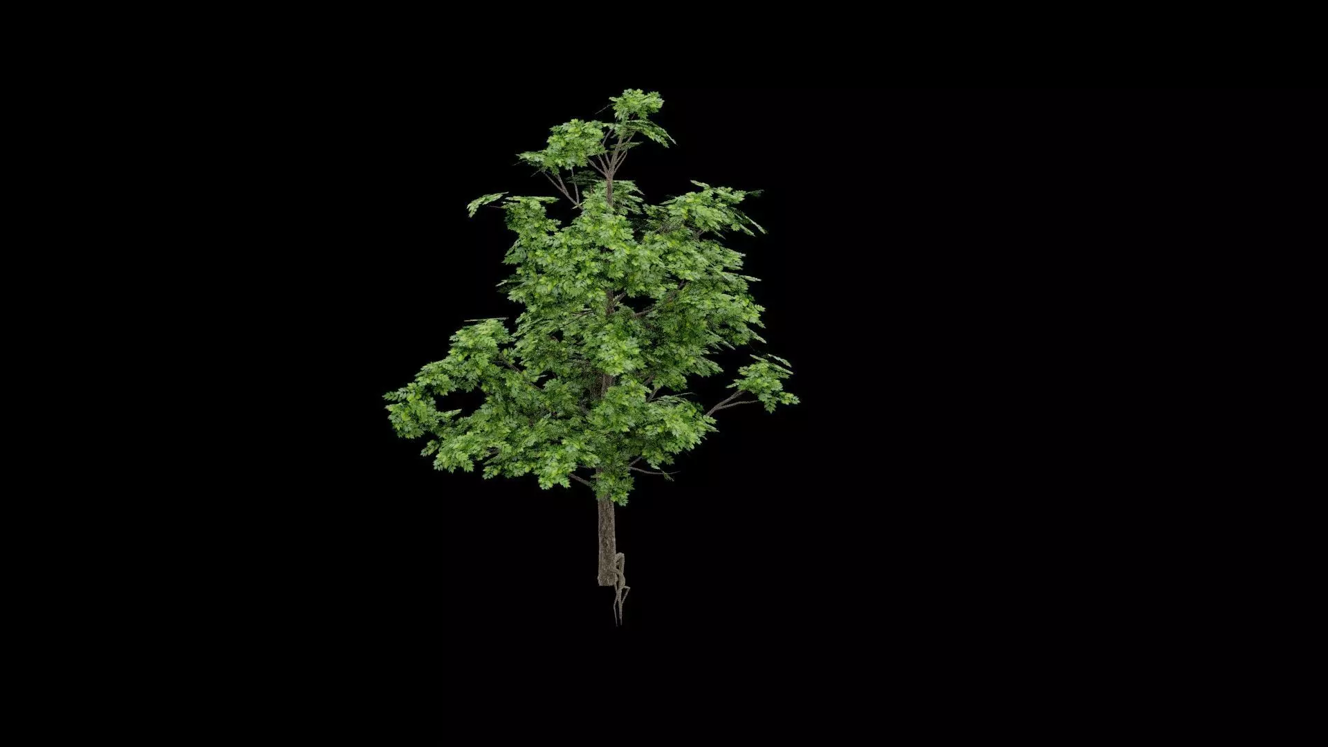 Realistic Tree Low-poly 3D model_2