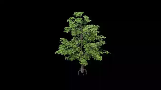 Realistic Tree