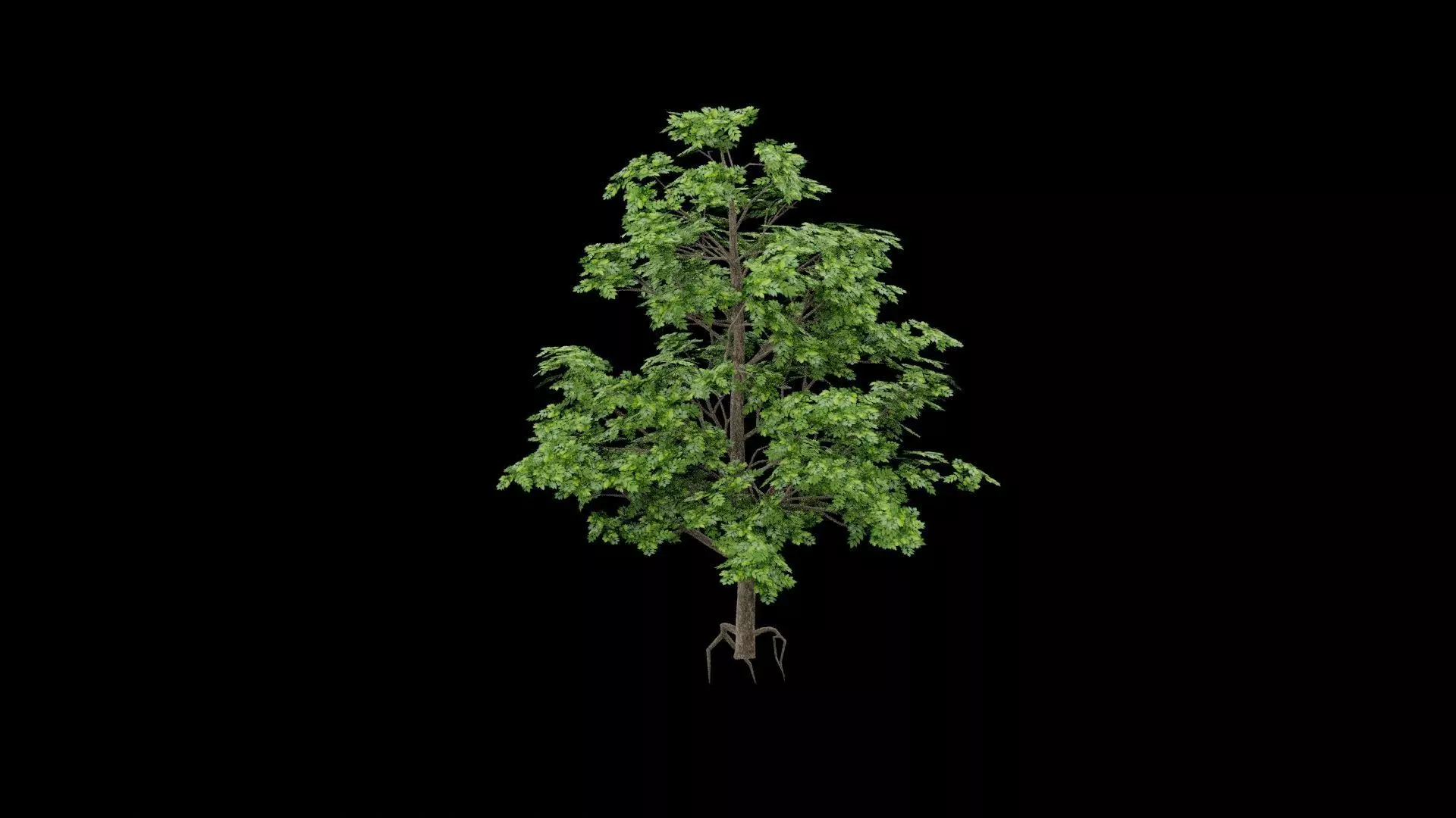Realistic Tree Low-poly 3D model_0