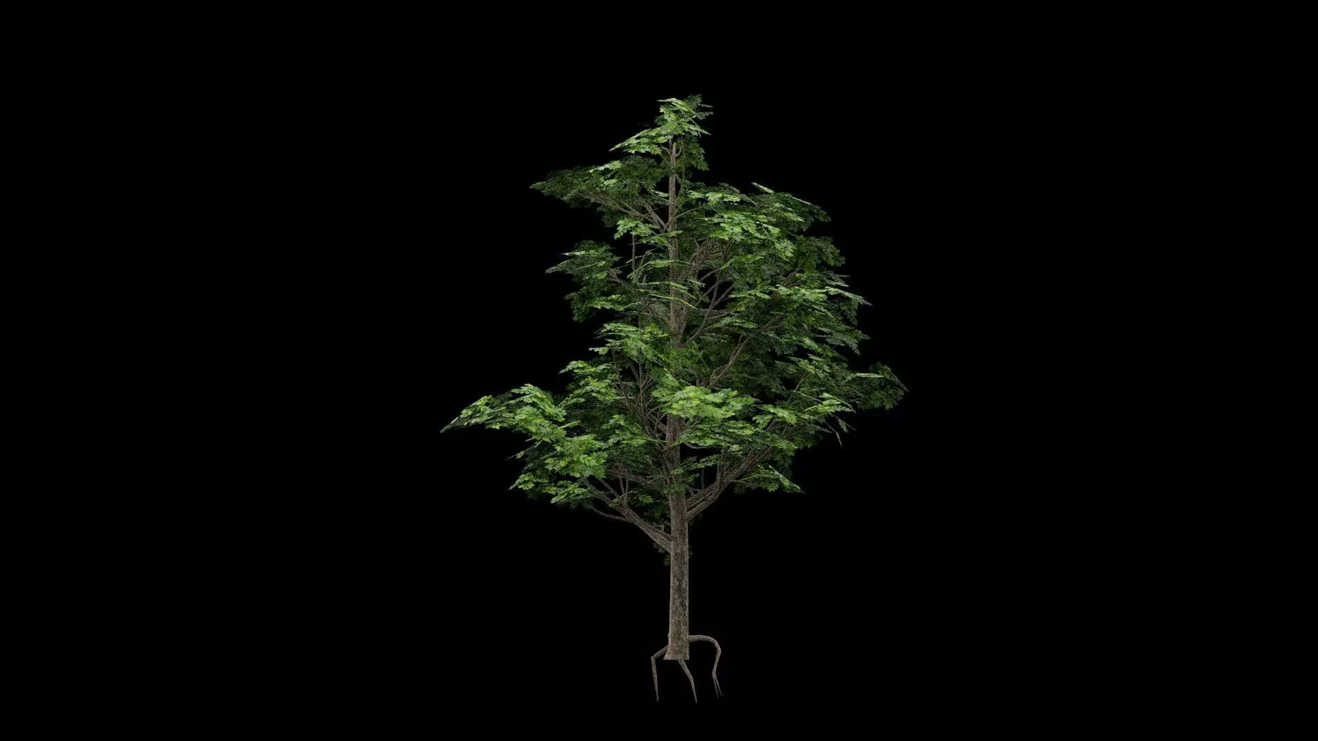 Realistic Tree Low-poly 3D model_5