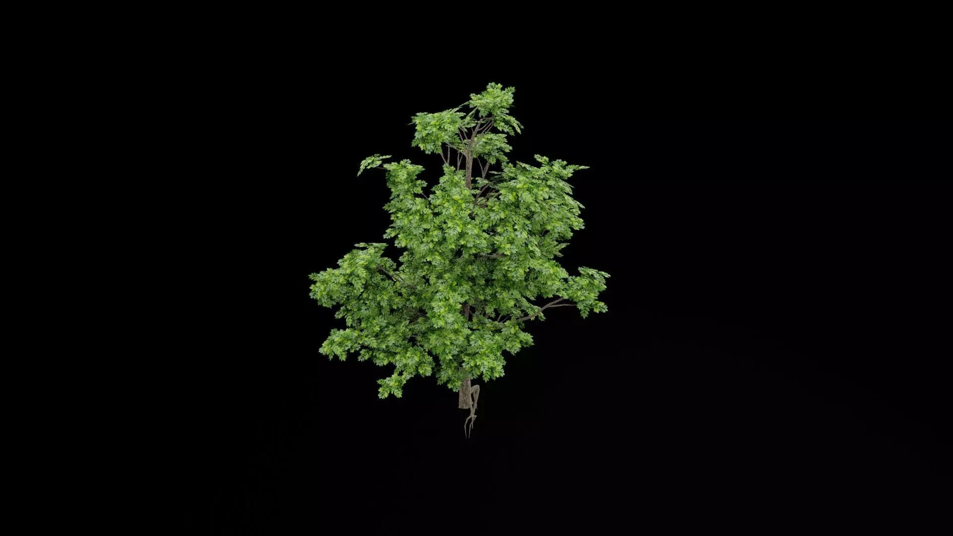 Realistic Tree Low-poly 3D model_6