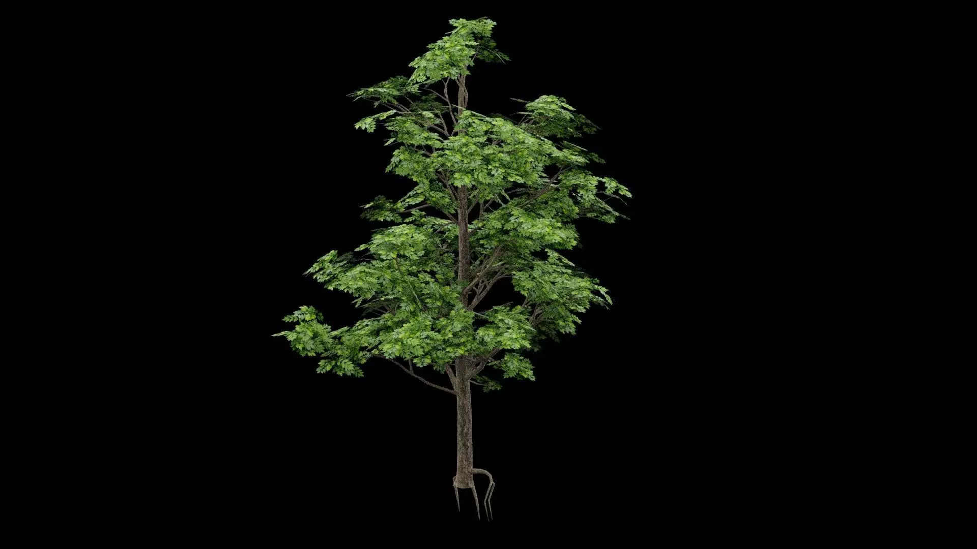 Realistic Tree Low-poly 3D model_1
