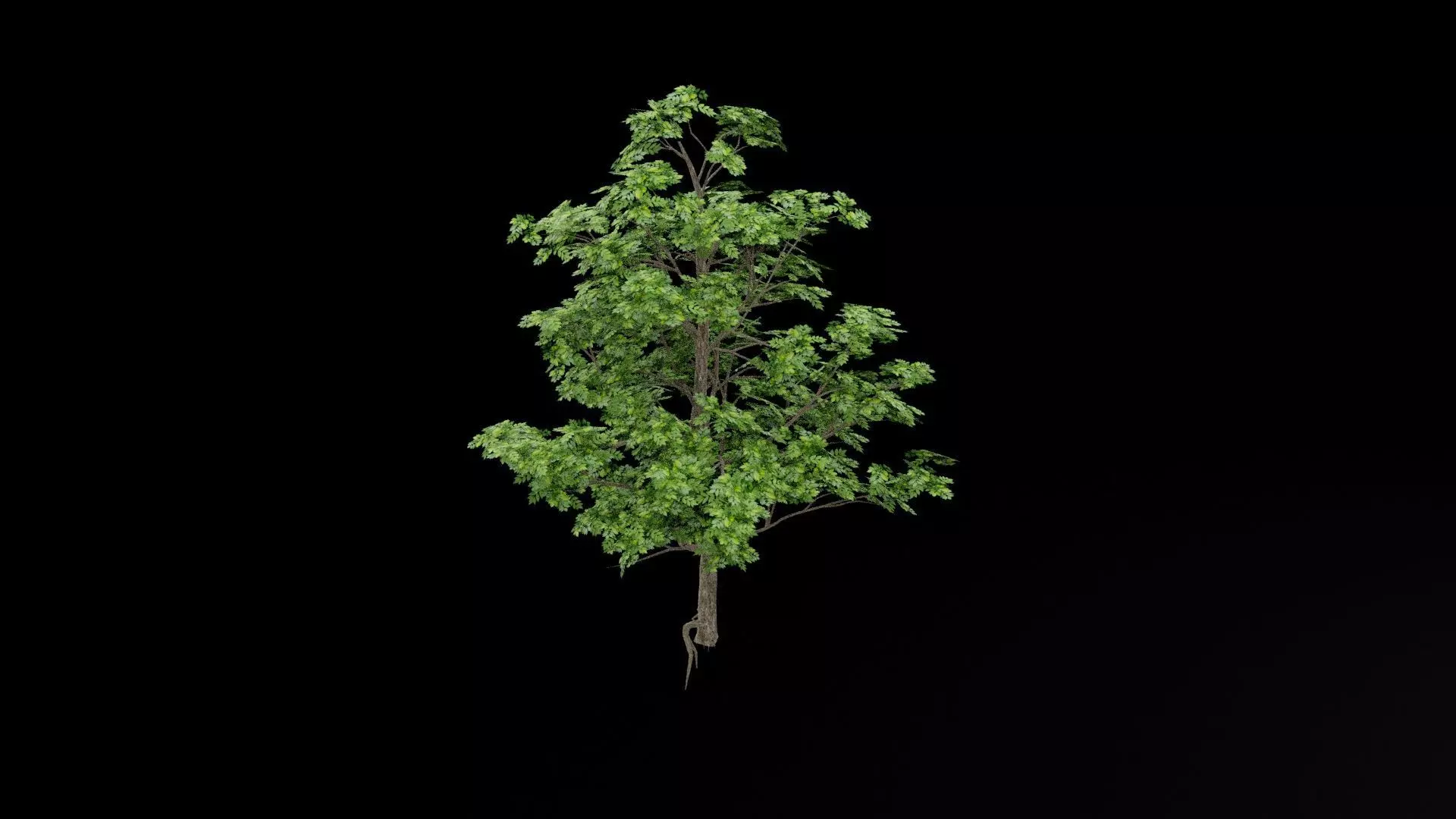 Realistic Tree Low-poly 3D model_7